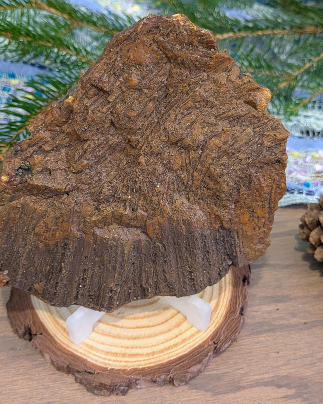  Fossil Coral Geode Specimen