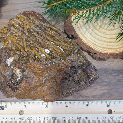  Fossil Coral Geode Specimen