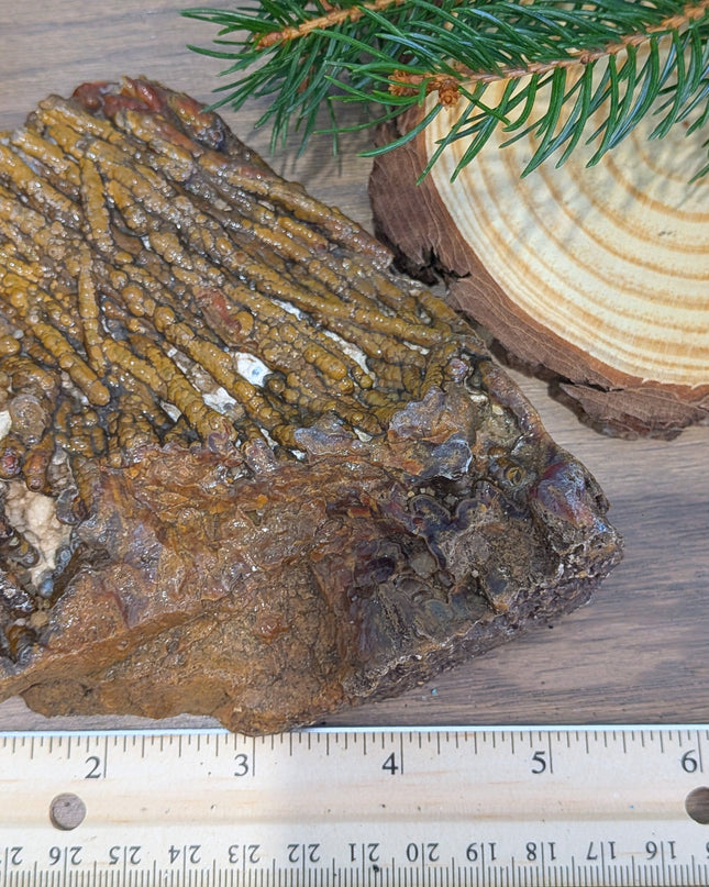  Fossil Coral Geode Specimen