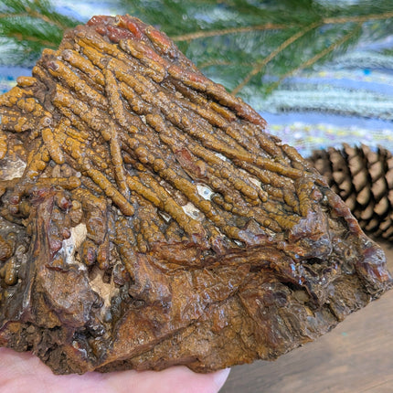  Fossil Coral Geode Specimen