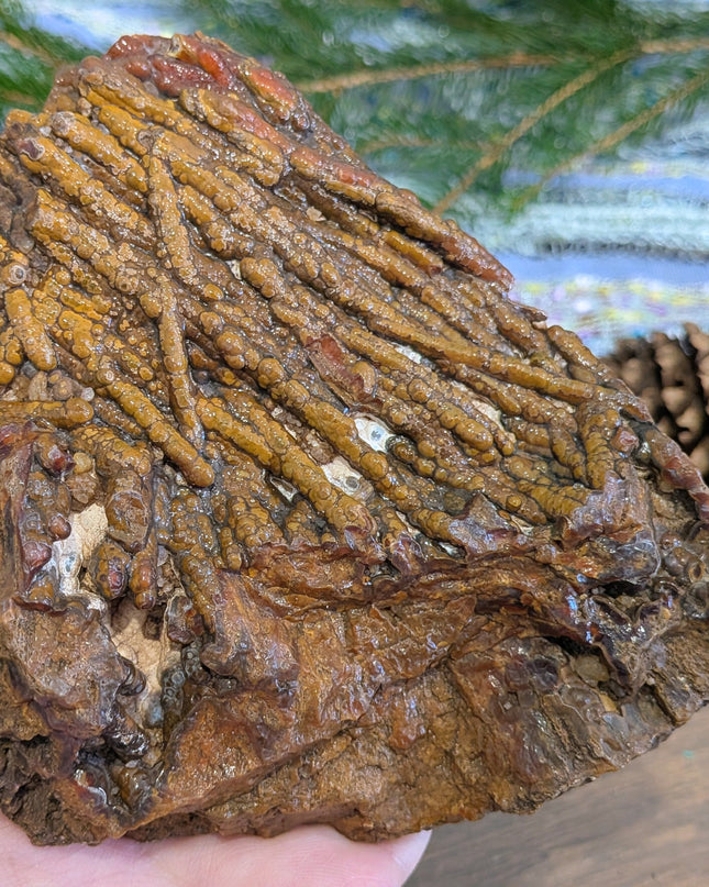  Fossil Coral Geode Specimen