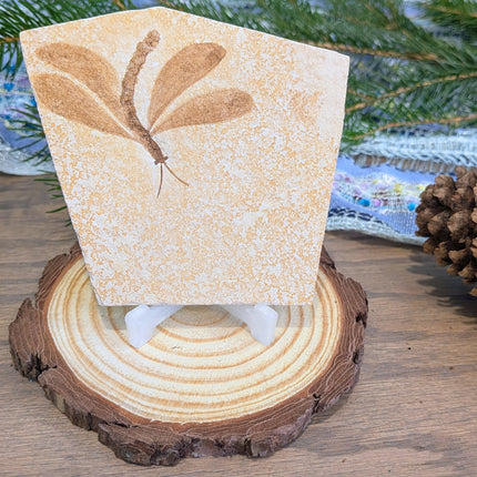 Yellow, Brown Isophlebia Aspasin Fossil