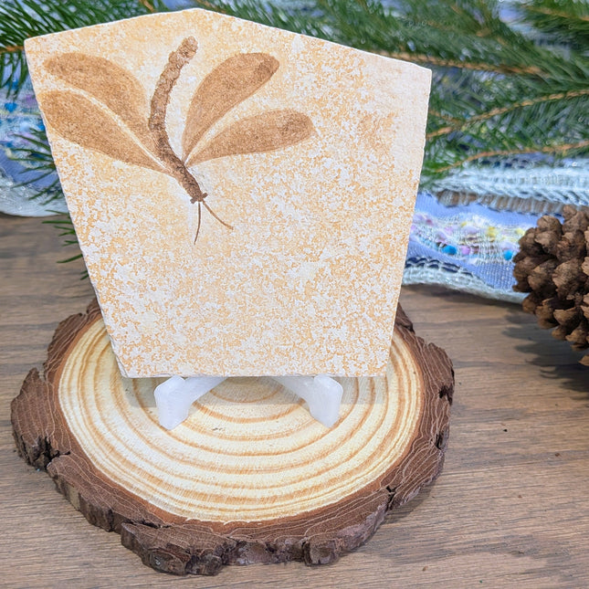 Yellow, Brown Isophlebia Aspasin Fossil