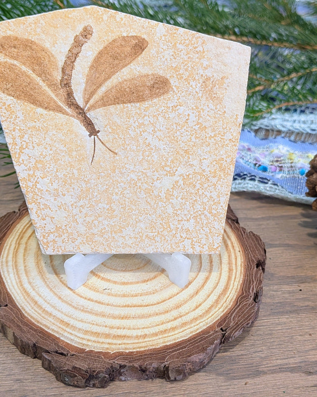 Yellow, Brown Isophlebia Aspasin Fossil