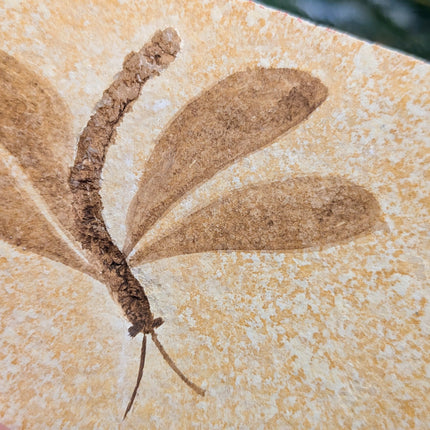 Yellow, Brown Isophlebia Aspasin Fossil