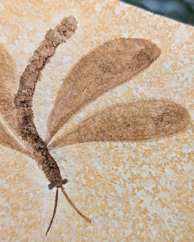 Yellow, Brown Isophlebia Aspasin Fossil