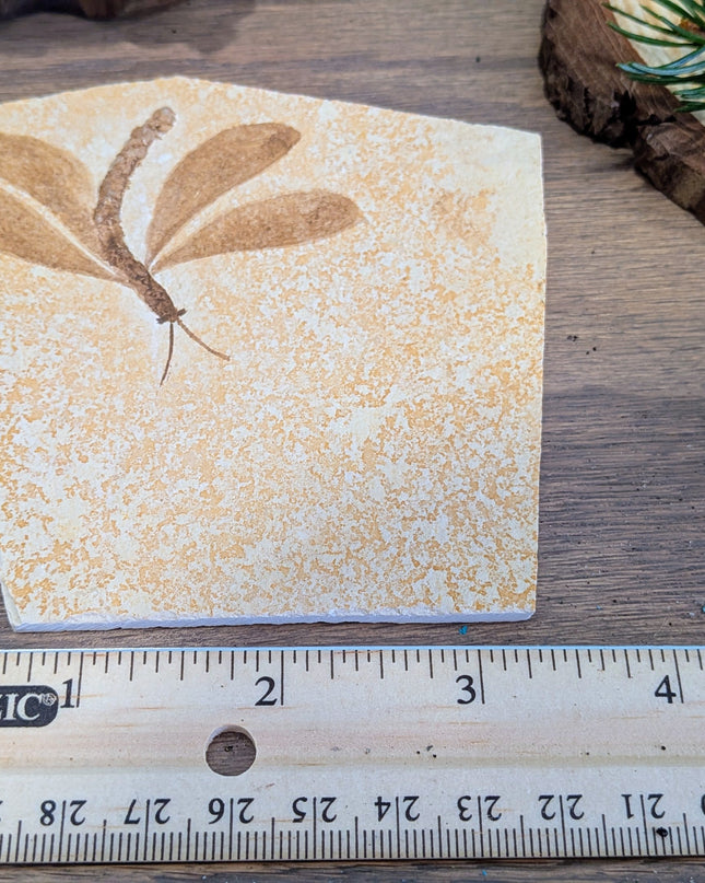 Yellow, Brown Isophlebia Aspasin Fossil