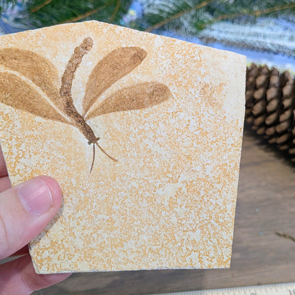 Yellow, Brown Isophlebia Aspasin Fossil