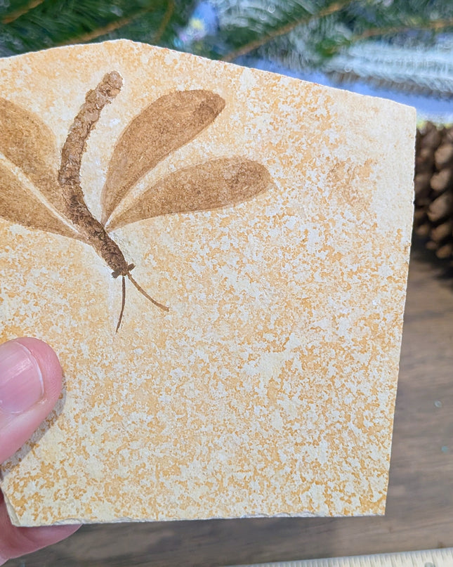 Yellow, Brown Isophlebia Aspasin Fossil