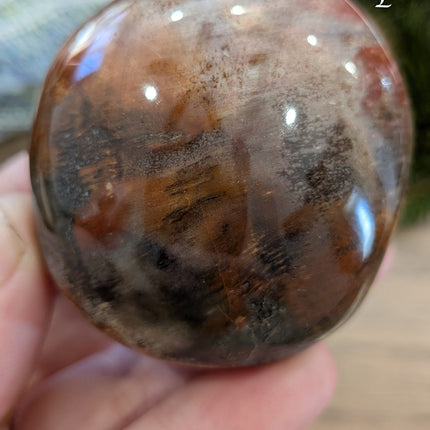 Brown, Tan, Red Petrified Wood Palm Stones - Variant E