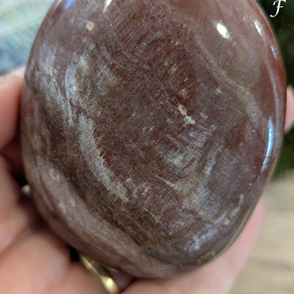 Brown, Tan, Red Petrified Wood Palm Stones - Variant F