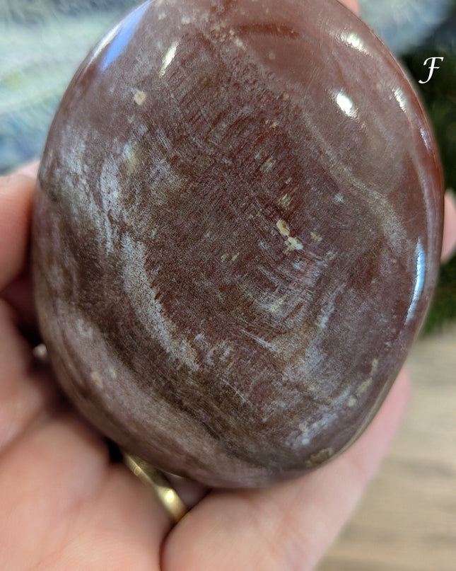 Brown, Tan, Red Petrified Wood Palm Stones - Variant F