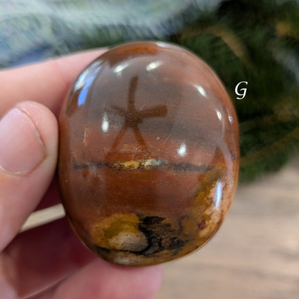 Brown, Tan, Red Petrified Wood Palm Stones - Variant G