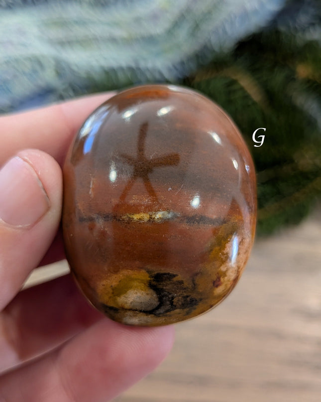 Brown, Tan, Red Petrified Wood Palm Stones - Variant G