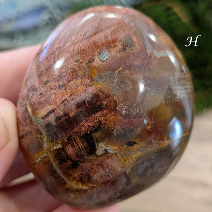 Brown, Tan, Red Petrified Wood Palm Stones - Variant H