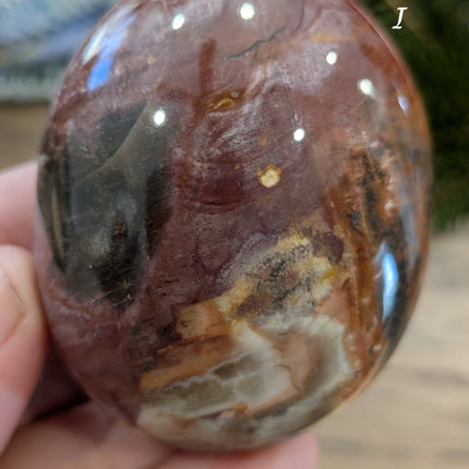 Brown, Tan, Red Petrified Wood Palm Stones - Variant I