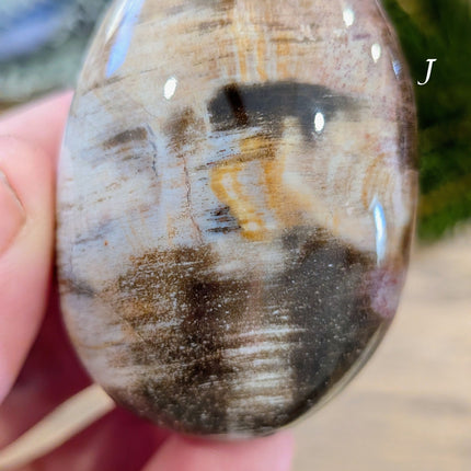 Brown, Tan, Red Petrified Wood Palm Stones - Variant J