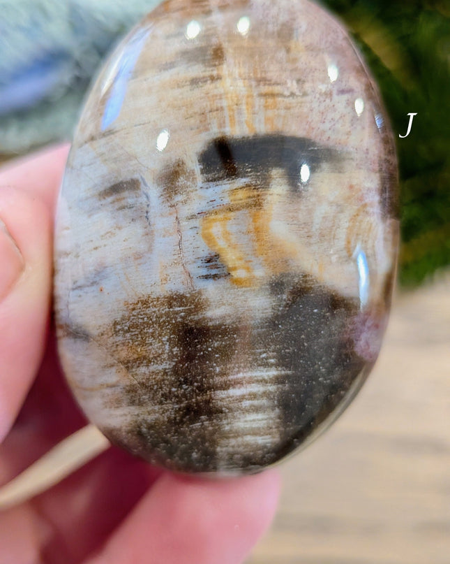 Brown, Tan, Red Petrified Wood Palm Stones - Variant J