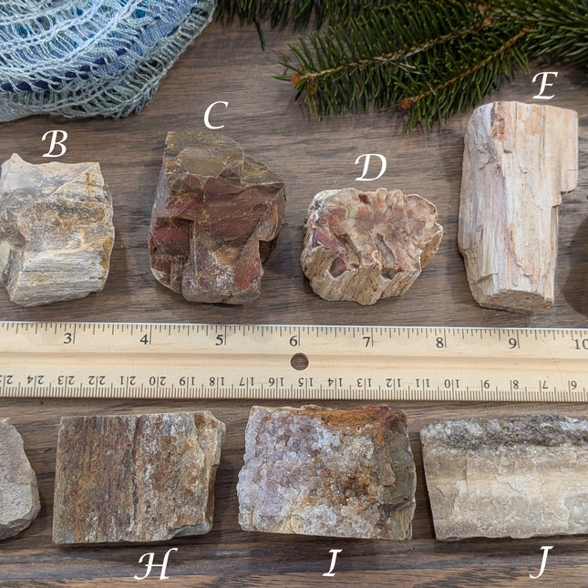 Brown, Red, Tan Petrified Wood Rough Stones