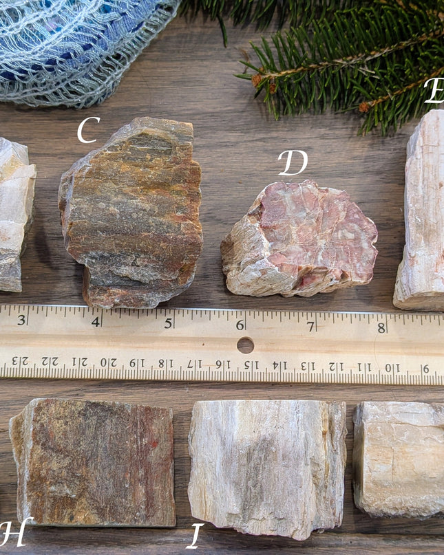 Brown, Red, Tan Petrified Wood Rough Stones