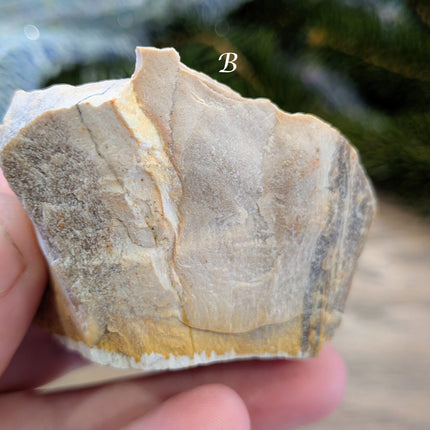 Brown, Red, Tan Petrified Wood Rough Stones - Variant B