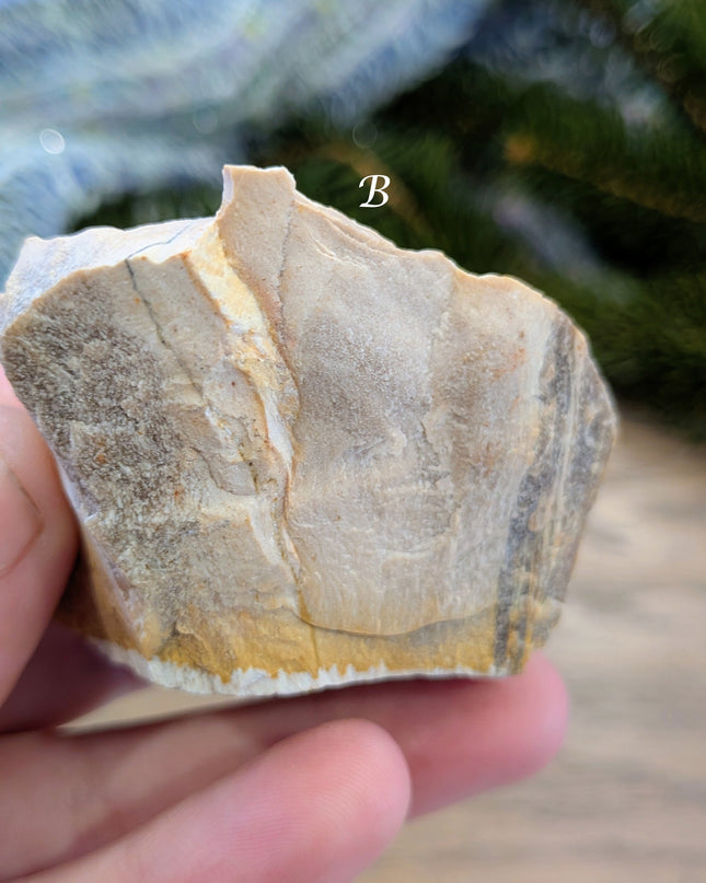 Brown, Red, Tan Petrified Wood Rough Stones - Variant B
