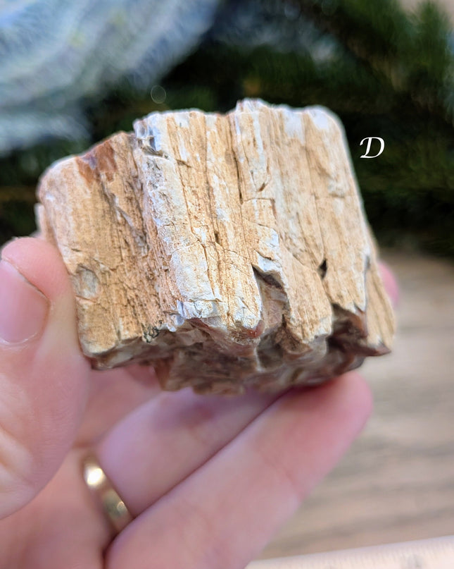 Brown, Red, Tan Petrified Wood Rough Stones - Variant D