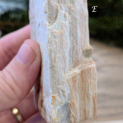 Brown, Red, Tan Petrified Wood Rough Stones - Variant E