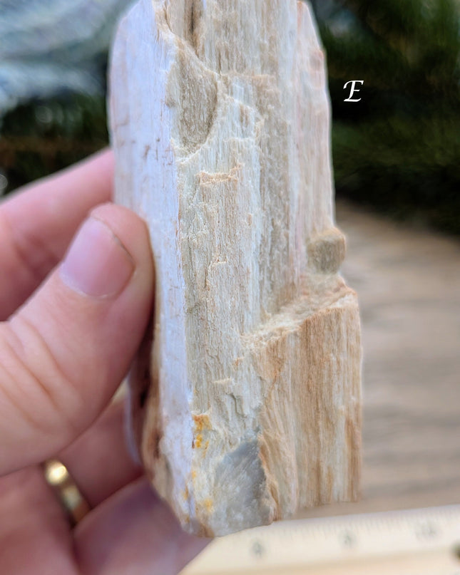 Brown, Red, Tan Petrified Wood Rough Stones - Variant E