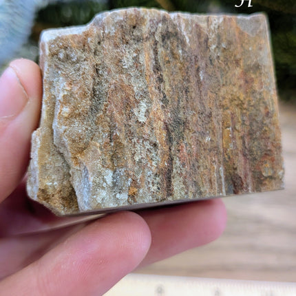 Brown, Red, Tan Petrified Wood Rough Stones - Variant H