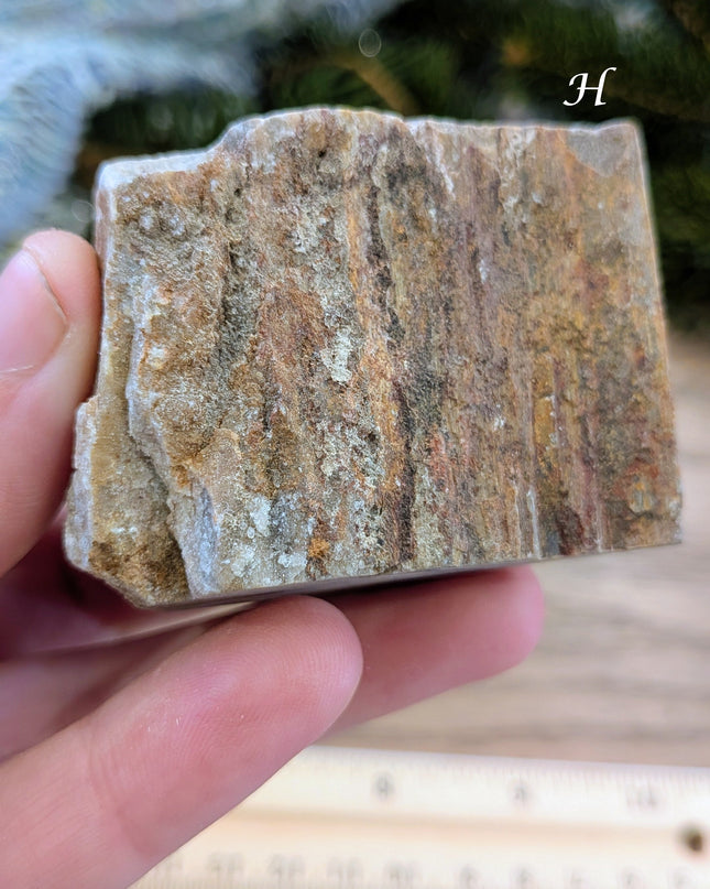 Brown, Red, Tan Petrified Wood Rough Stones - Variant H