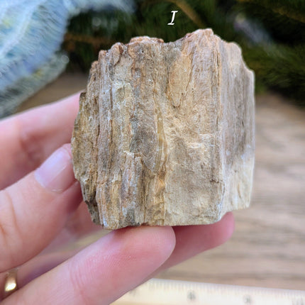 Brown, Red, Tan Petrified Wood Rough Stones - Variant I