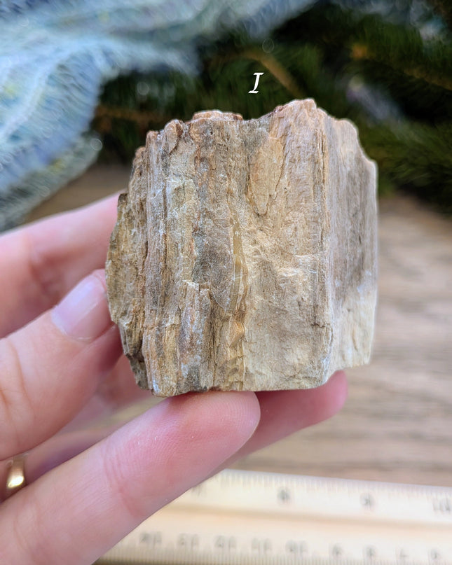 Brown, Red, Tan Petrified Wood Rough Stones - Variant I