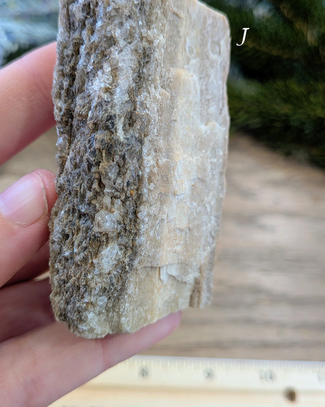 Brown, Red, Tan Petrified Wood Rough Stones - Variant J