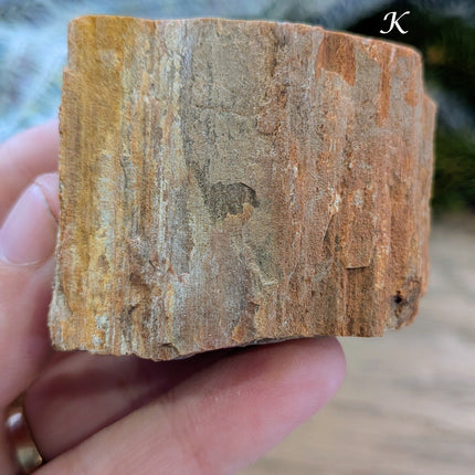 Brown, Red, Tan Petrified Wood Rough Stones - Variant K