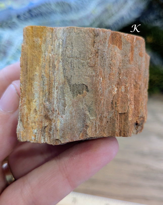 Brown, Red, Tan Petrified Wood Rough Stones - Variant K