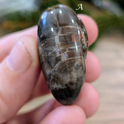 Brown, Tan, Red Petrified Wood Tumbled Stones - Variant A