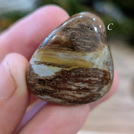 Brown, Tan, Red Petrified Wood Tumbled Stones - Variant C