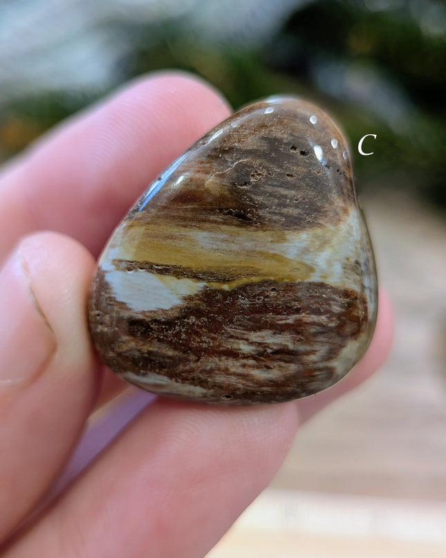Brown, Tan, Red Petrified Wood Tumbled Stones - Variant C