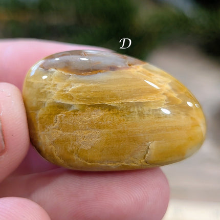 Brown, Tan, Red Petrified Wood Tumbled Stones - Variant D