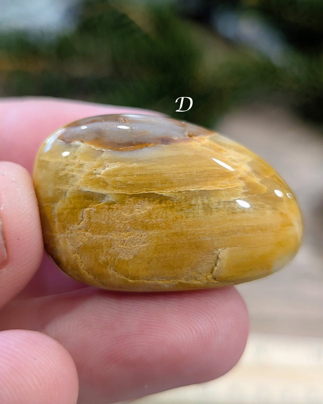 Brown, Tan, Red Petrified Wood Tumbled Stones - Variant D