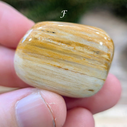 Brown, Tan, Red Petrified Wood Tumbled Stones - Variant F