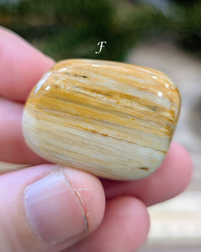 Brown, Tan, Red Petrified Wood Tumbled Stones - Variant F
