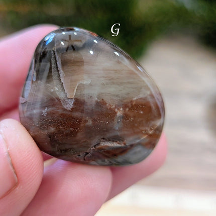 Brown, Tan, Red Petrified Wood Tumbled Stones - Variant G