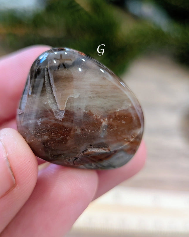 Brown, Tan, Red Petrified Wood Tumbled Stones - Variant G