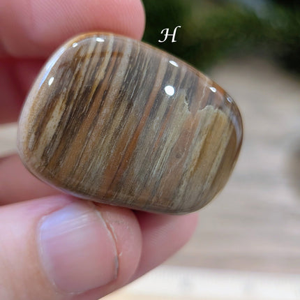 Brown, Tan, Red Petrified Wood Tumbled Stones - Variant H