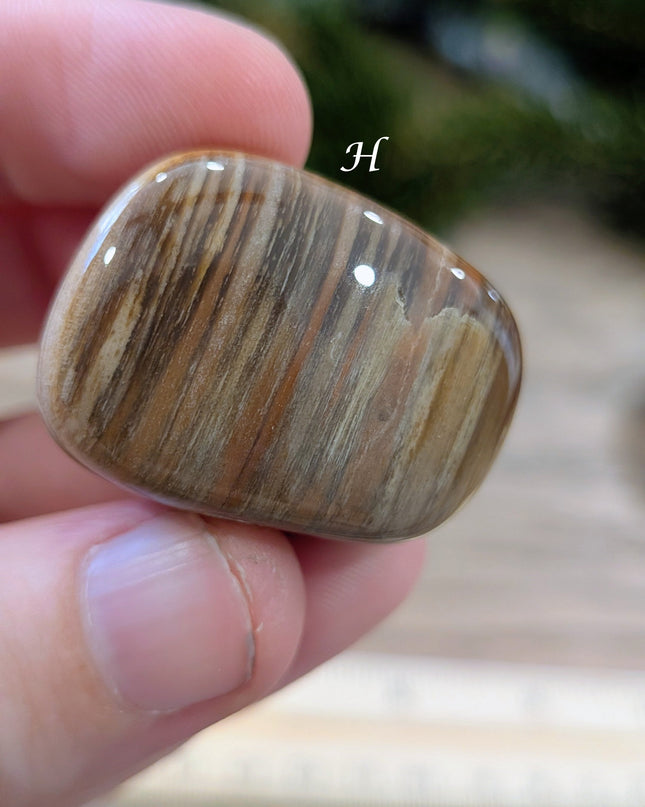 Brown, Tan, Red Petrified Wood Tumbled Stones - Variant H