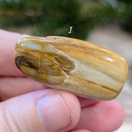 Brown, Tan, Red Petrified Wood Tumbled Stones - Variant I