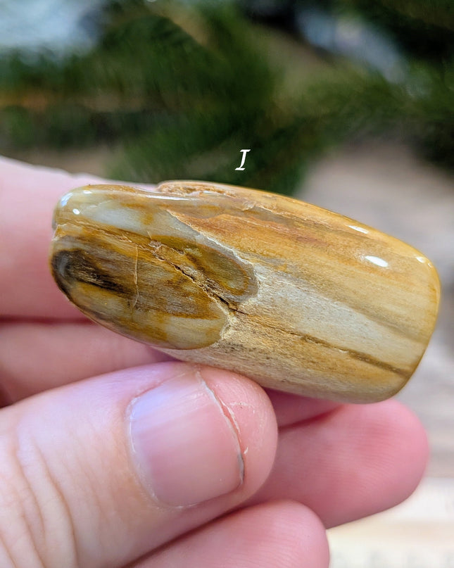 Brown, Tan, Red Petrified Wood Tumbled Stones - Variant I
