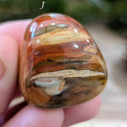 Brown, Tan, Red Petrified Wood Tumbled Stones - Variant J
